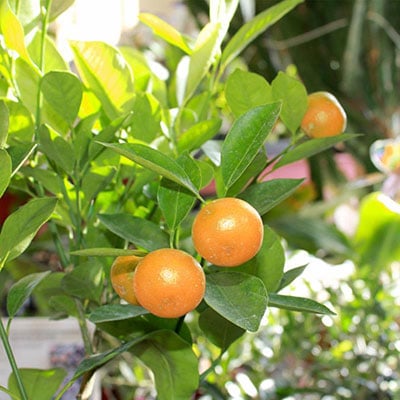 Arbol de Naranjos con frutas pequeñas