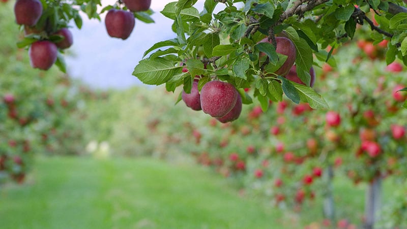 Manzanos Fujis y sus cuidados en el jardin