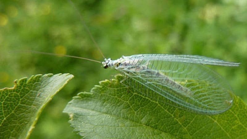 Crisopa para el control del chanchito blanco