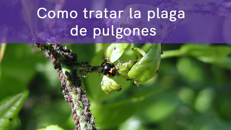 Como tratar la plaga de pulgones en las plantas
