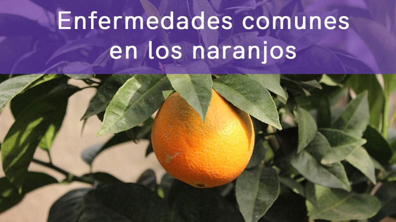Enfermedades más comunes en los naranjos y citricos