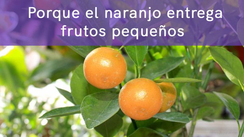 Porque el naranjo entrega frutos pequeños en el árbol
