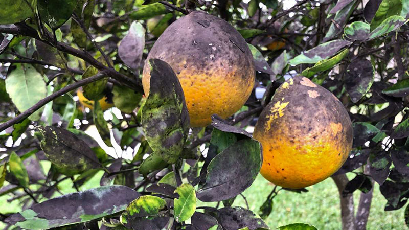 Nanajo afectado con fumagina en hojas y frutos