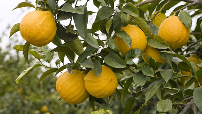 Tipos de naranjas - Naranja Bergamota