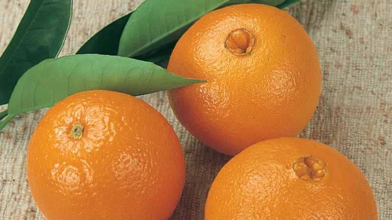 Tipos de naranjas - Naranja Navel