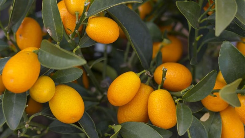Tipos de Naranjas - Naranja Kumquat