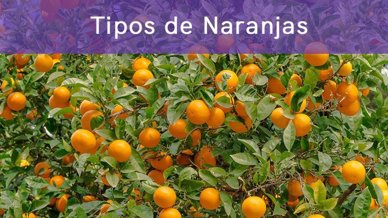 Tipos de naranjas