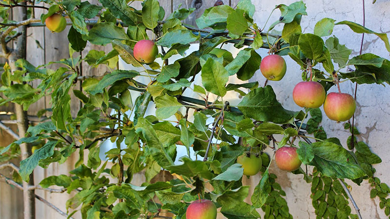 Espalderas para producción de manzanas
