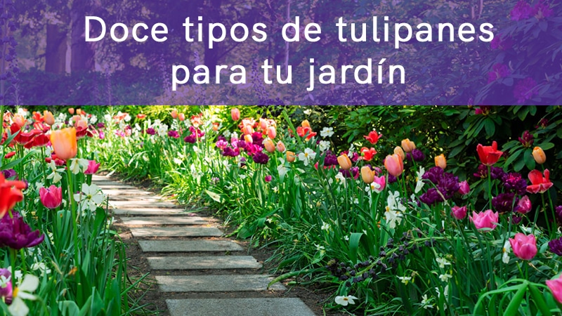 12 tipos de tulipanes esenciales en tu jardín | Camino al Jardin Blog de  Jardineria