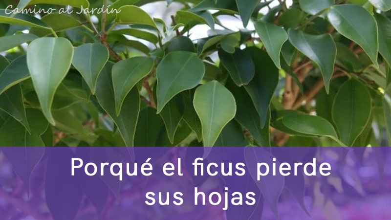 Porque el ficus pierde sus hojas sin causas | Chile
