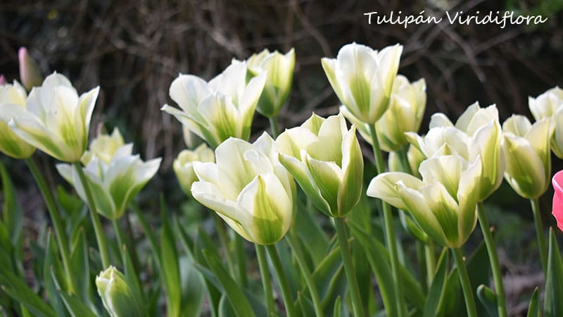 Tulipanes Viridiflora en Chile