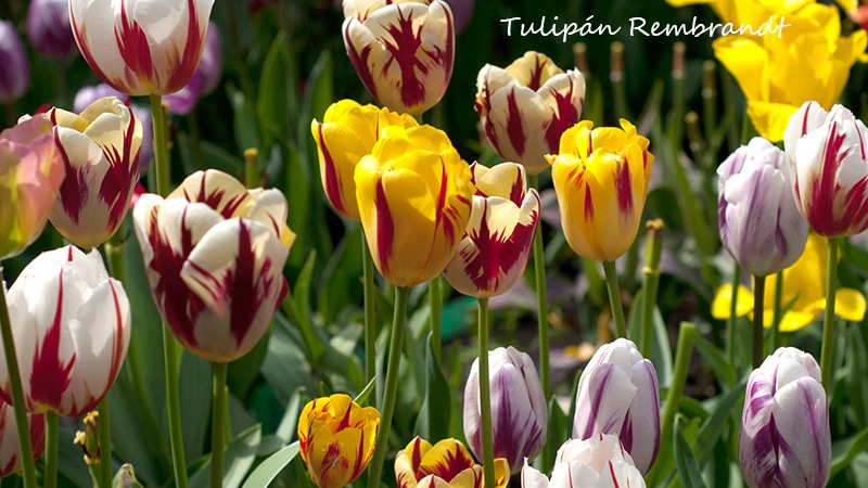 Tulipanes Rembrandt en Chile