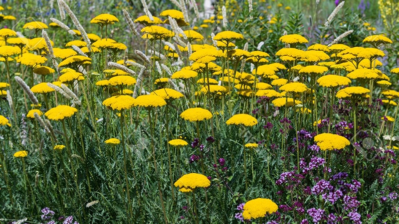 Achilleas amarillas en el jardin