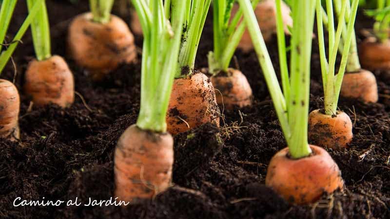 Cultivo de zanahorias en macetas | Chile