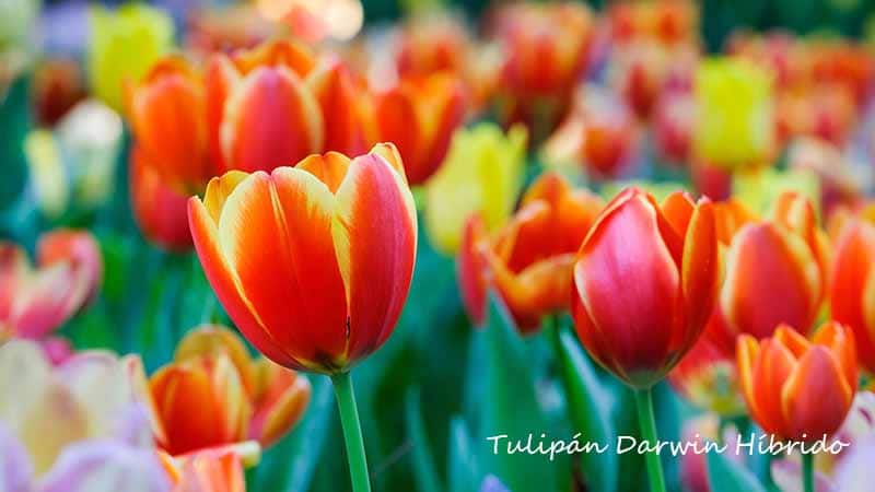 Tulipán Hibrido de Darwin
