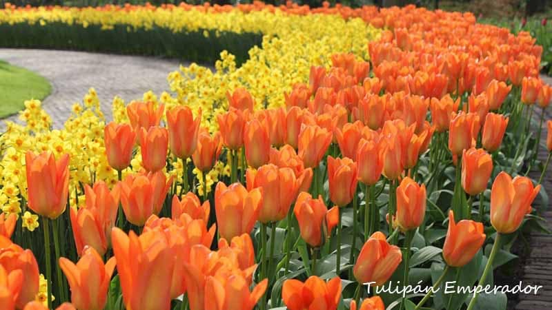 Tulipanes emperador en Chile