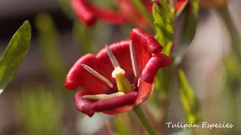 Tulipanes especies en Chile