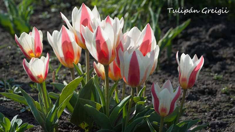 Tulipanes Griegii en Chile