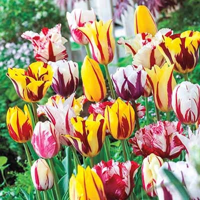 12 tipos de tulipanes