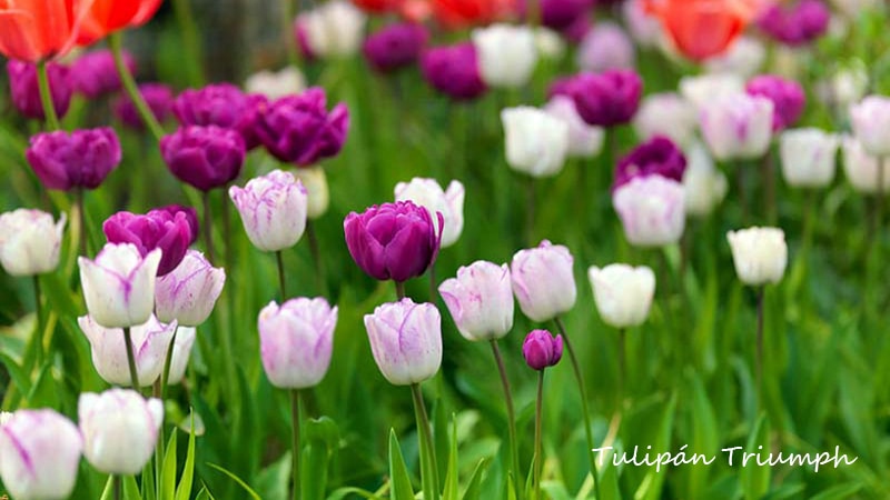 Tulipanes Triumph en Chile