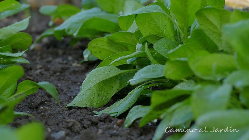 Siembra de espinacas en tierra de cultivo