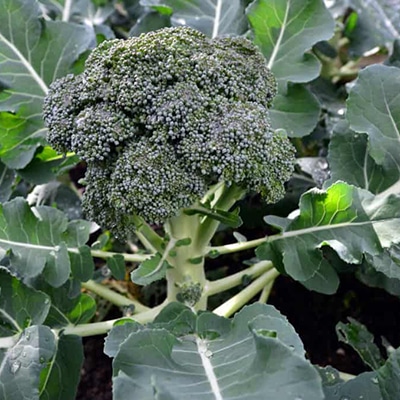 como cultivar el brócoli en casa