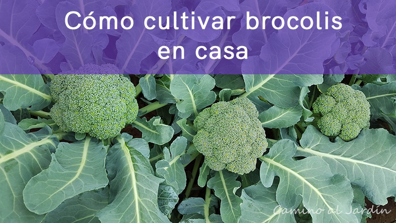 Como cultivar brócolis en casa