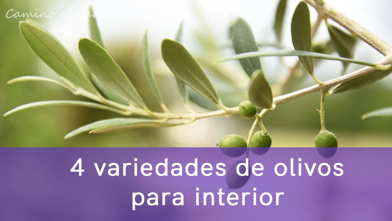 4 variedades de olivos que pueden crecer al interior de un hogar