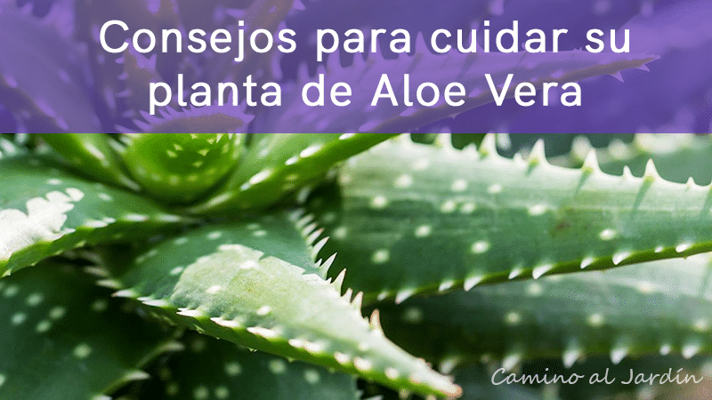 6 Consejos para cuidar su planta de Aloe Vera