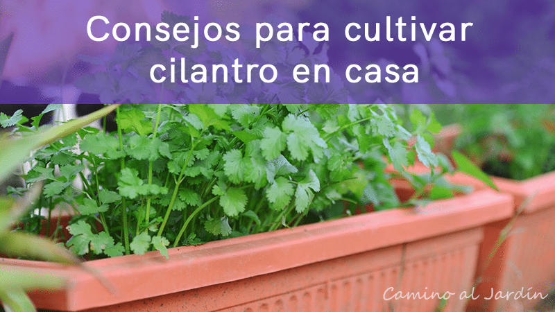 Cultivar Cilantro en 4 simples pasos