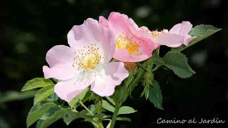 Rosa mosqueta florecida - como seleccionar la rosa correcta