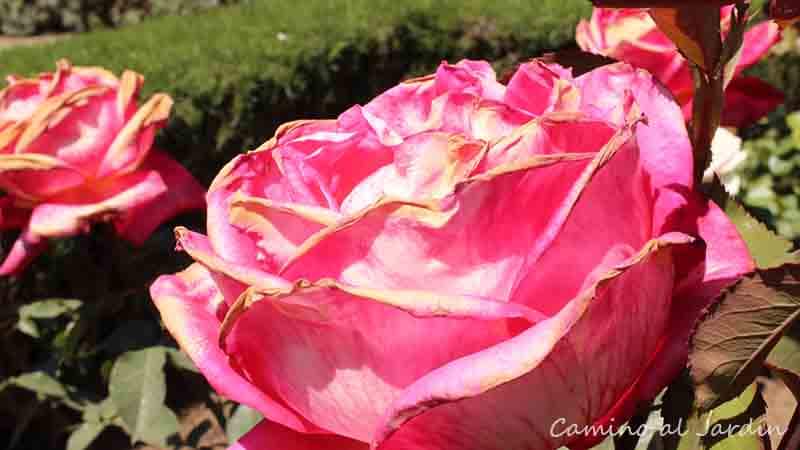 Seleccionando la mejor rosa para el jardín