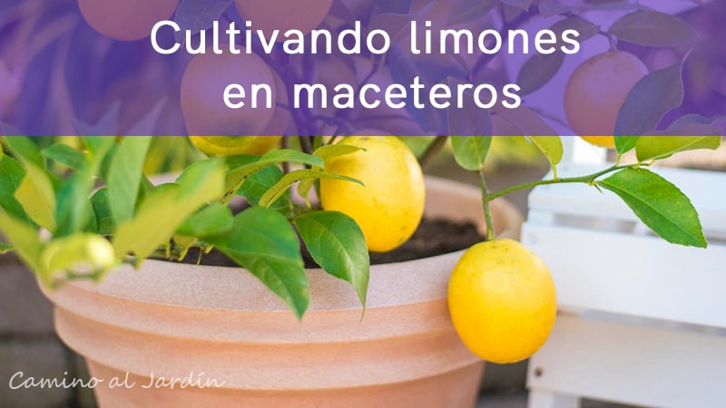 Cultivando limoneros en maceteros en Chile