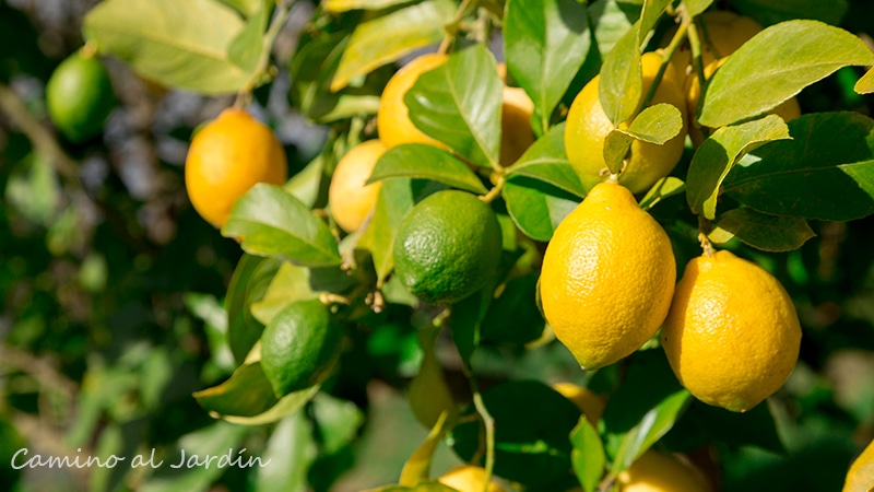 Limon Meyer en Chile - limonero