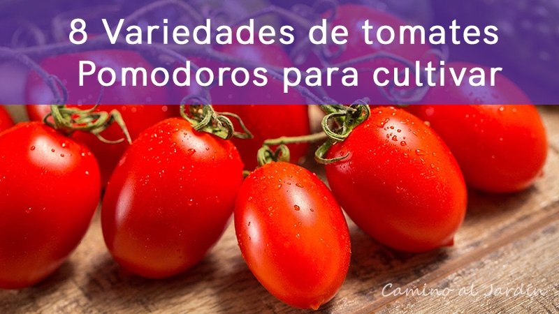 8 Variedades de tomate pomodoro para cultivar en Chile