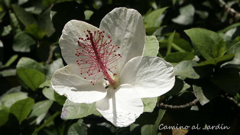 Hibisco Arnottianus