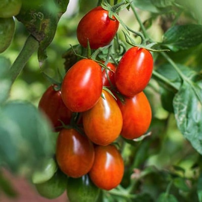 Cultivando Tomate Pomodoro en Chile