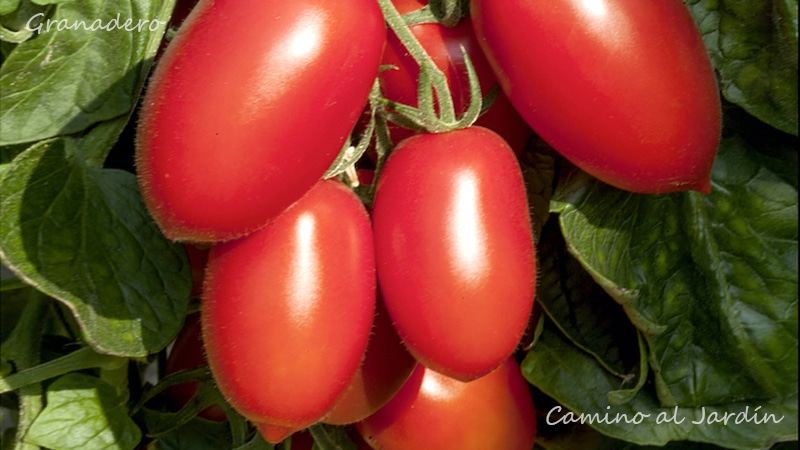 Tomate Pomodoro Granadero - Chile 2022