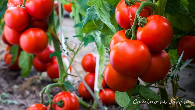 Tomate Pomodoro - Variedad Heinz - Chile 2022
