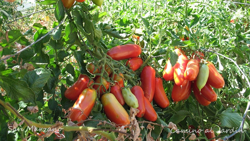 Tomate Pomodoro San Marzano - Chile 2022