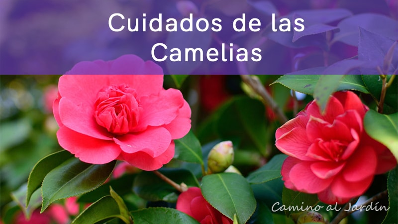 Cuidado de las camelias | Camino al Jardin Blog de Jardineria